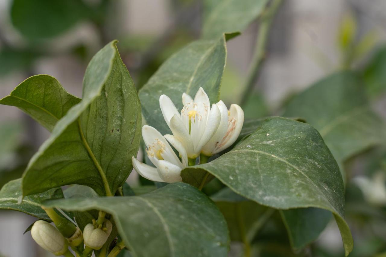 Agriturismo Pozzo Fiorito คาสติญโญเน เดลเล สติเวียเร ภายนอก รูปภาพ