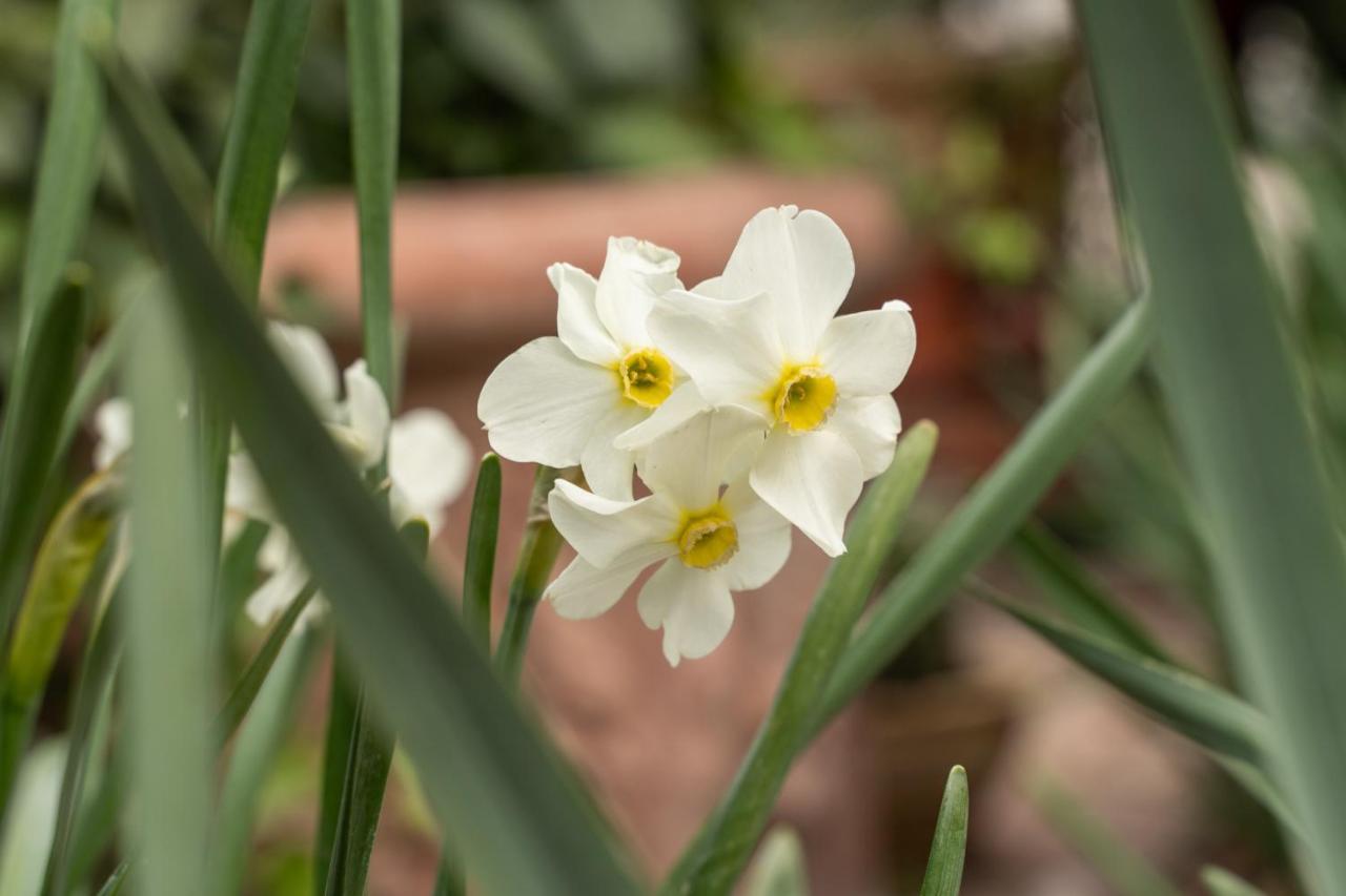 Agriturismo Pozzo Fiorito คาสติญโญเน เดลเล สติเวียเร ภายนอก รูปภาพ