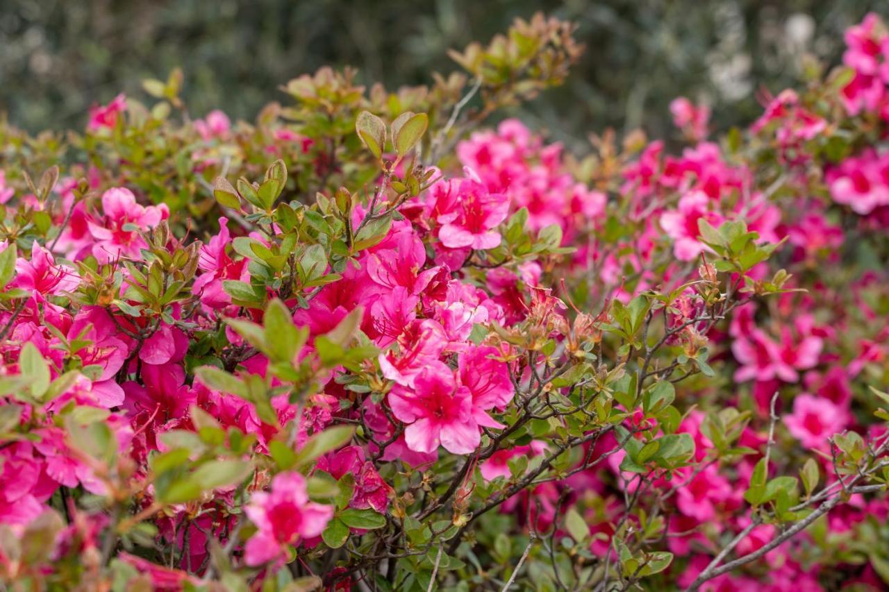 Agriturismo Pozzo Fiorito คาสติญโญเน เดลเล สติเวียเร ภายนอก รูปภาพ