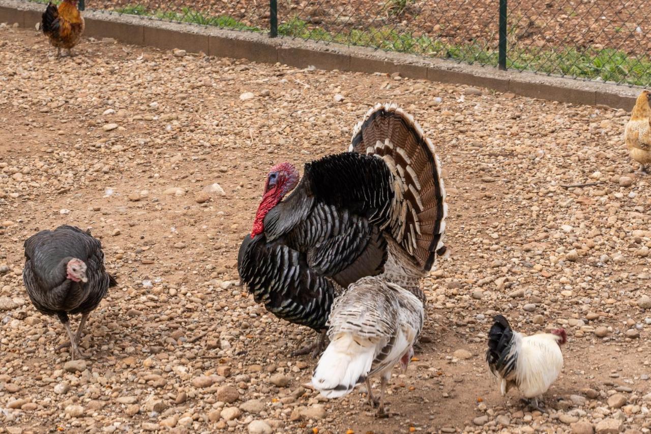 Agriturismo Pozzo Fiorito คาสติญโญเน เดลเล สติเวียเร ภายนอก รูปภาพ