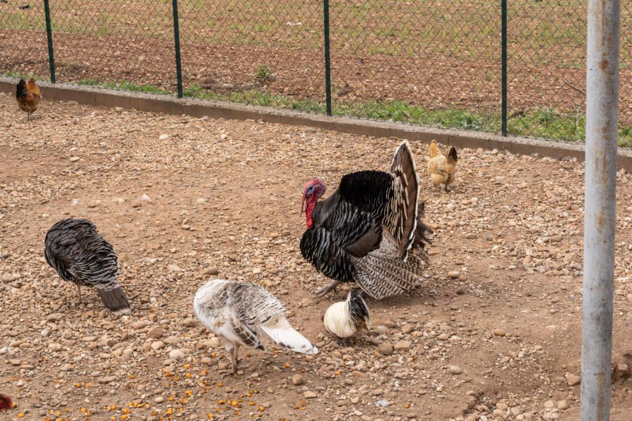 Agriturismo Pozzo Fiorito คาสติญโญเน เดลเล สติเวียเร ภายนอก รูปภาพ