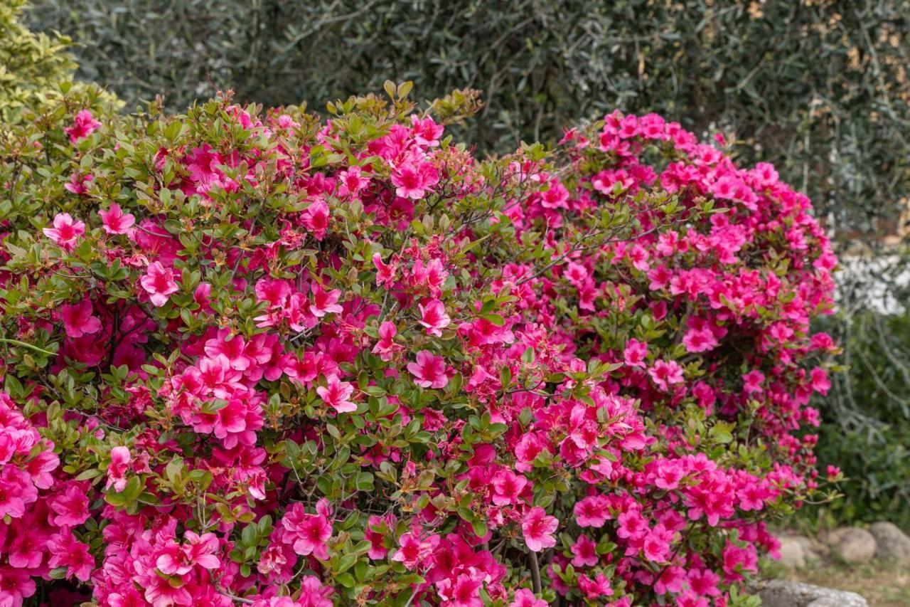 Agriturismo Pozzo Fiorito คาสติญโญเน เดลเล สติเวียเร ภายนอก รูปภาพ