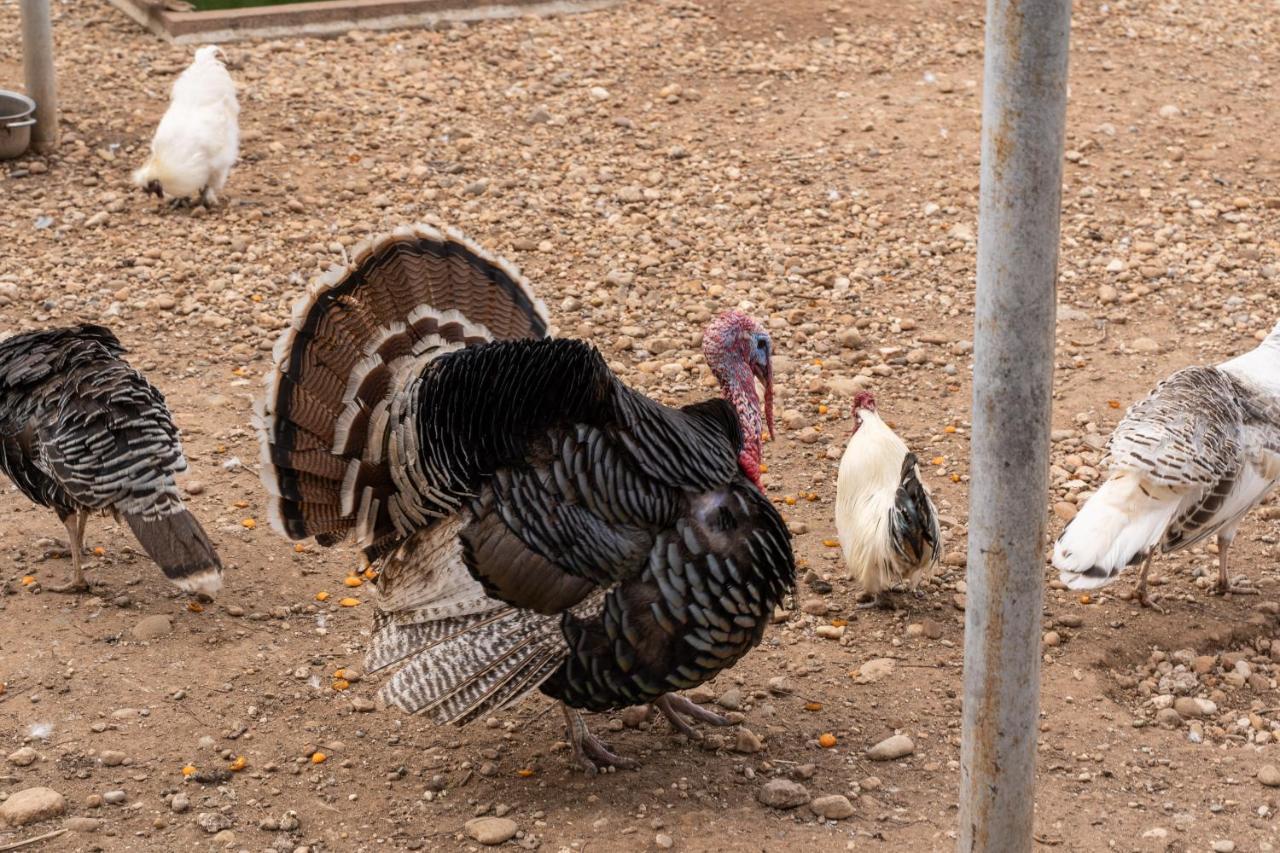Agriturismo Pozzo Fiorito คาสติญโญเน เดลเล สติเวียเร ภายนอก รูปภาพ