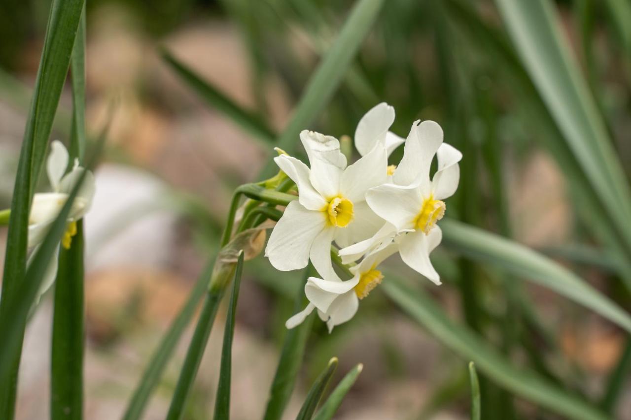 Agriturismo Pozzo Fiorito คาสติญโญเน เดลเล สติเวียเร ภายนอก รูปภาพ