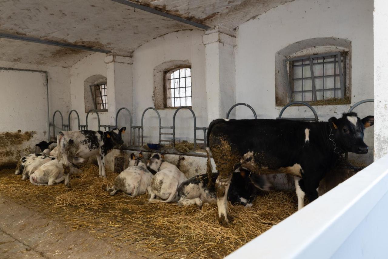 Agriturismo Pozzo Fiorito คาสติญโญเน เดลเล สติเวียเร ภายนอก รูปภาพ