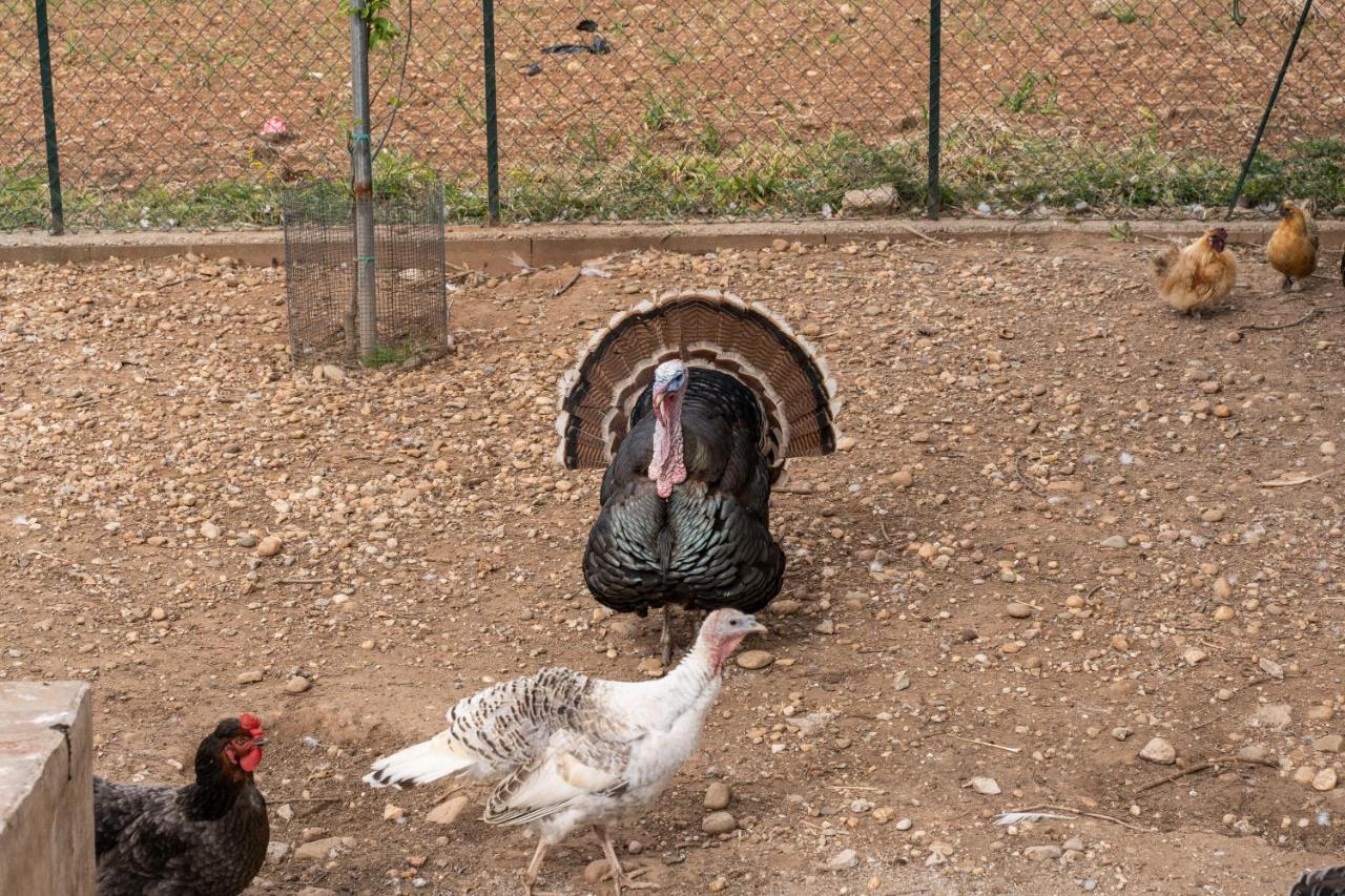 Agriturismo Pozzo Fiorito คาสติญโญเน เดลเล สติเวียเร ภายนอก รูปภาพ